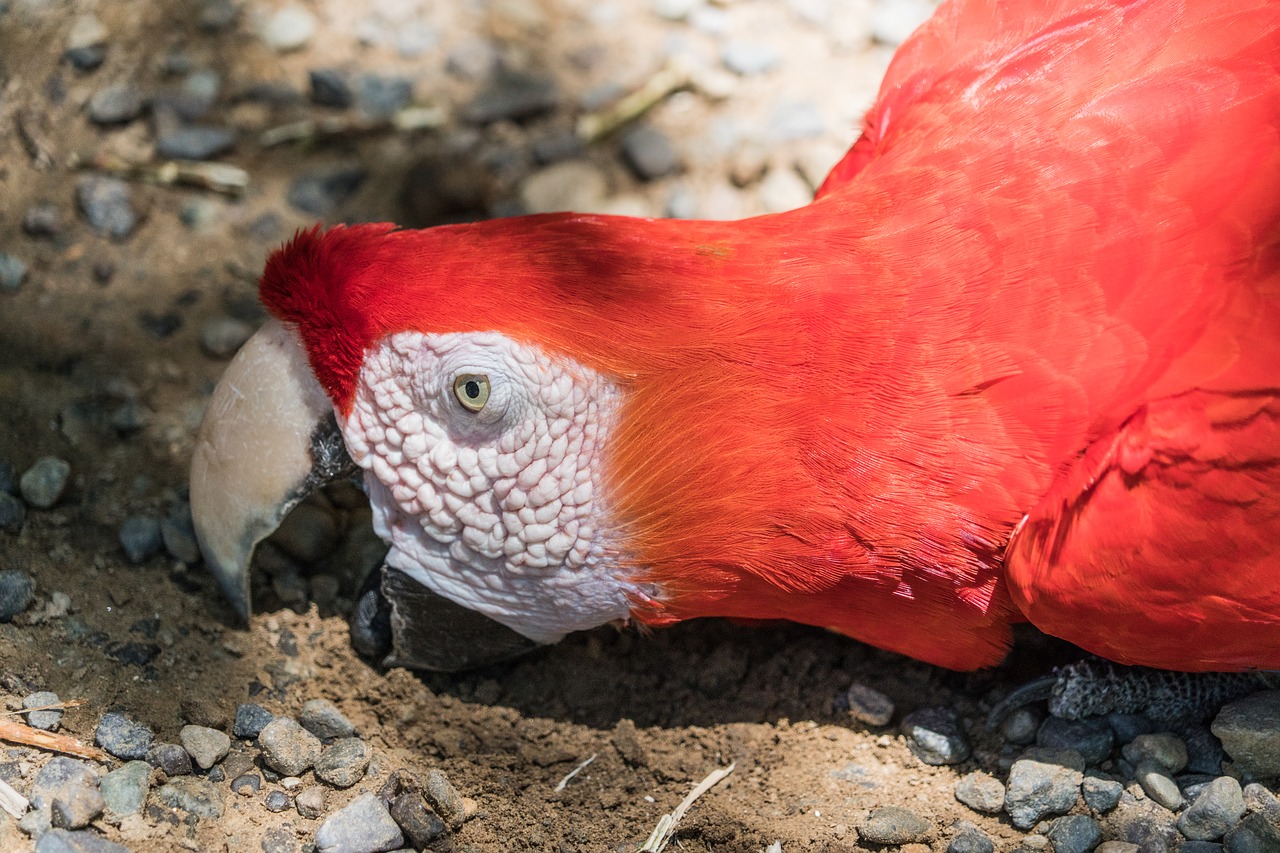 macaw parrot eating free photo