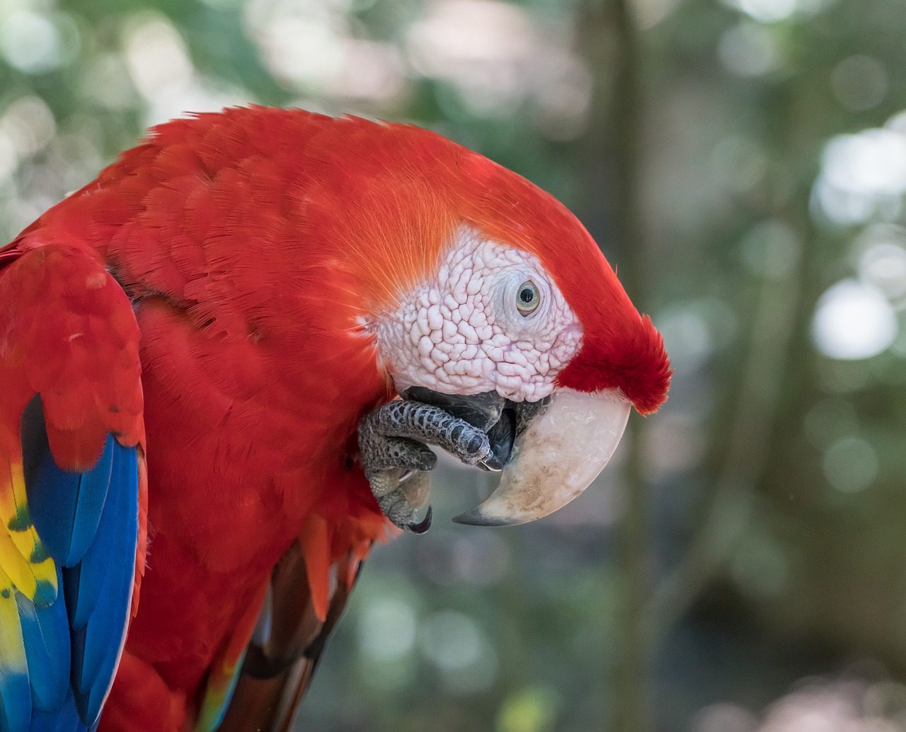 macaw parrot eating free photo