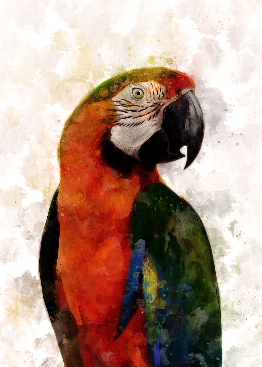 macaw  bird  parrot free photo