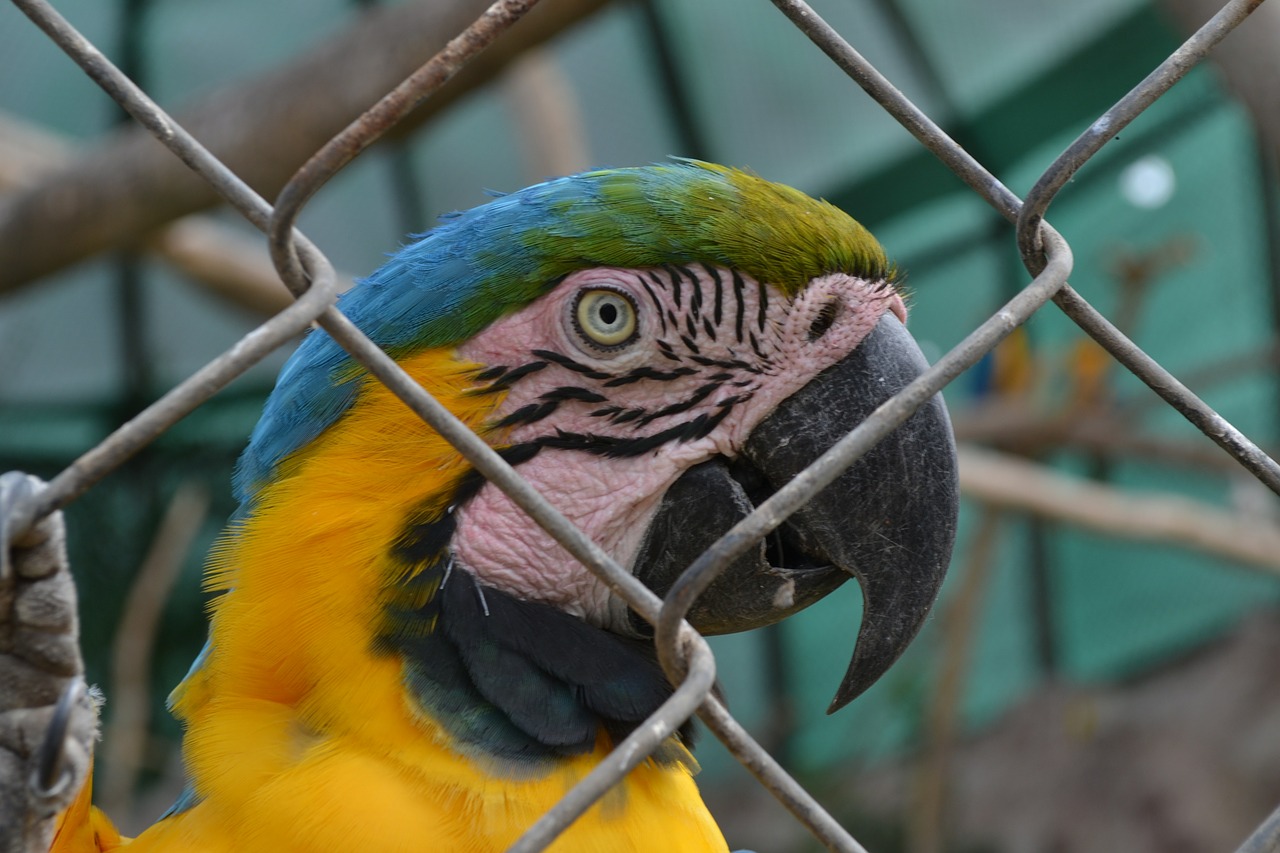 macaw animals eye of macaw free photo