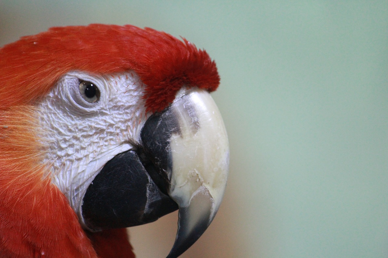 macaw parrot red free photo