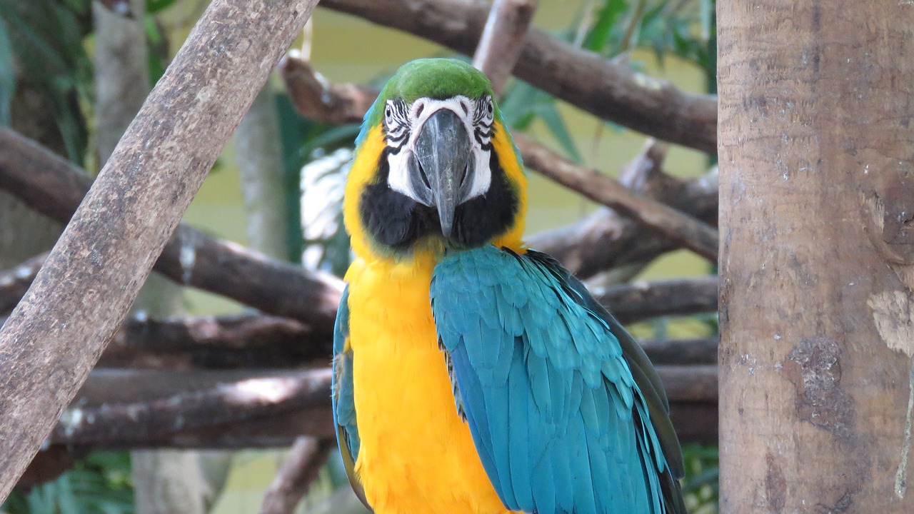 macaw  ave  animals free photo