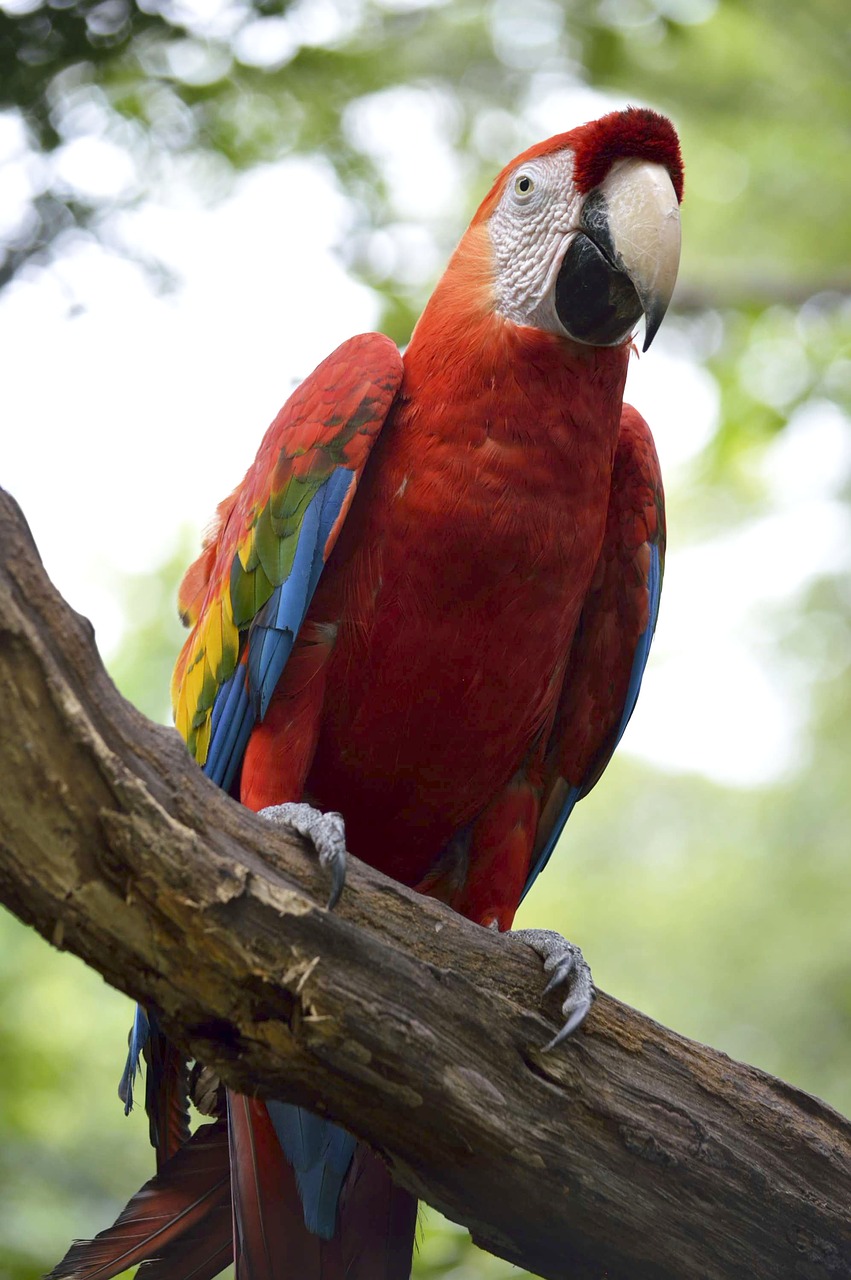 macaw  parrot  ave free photo