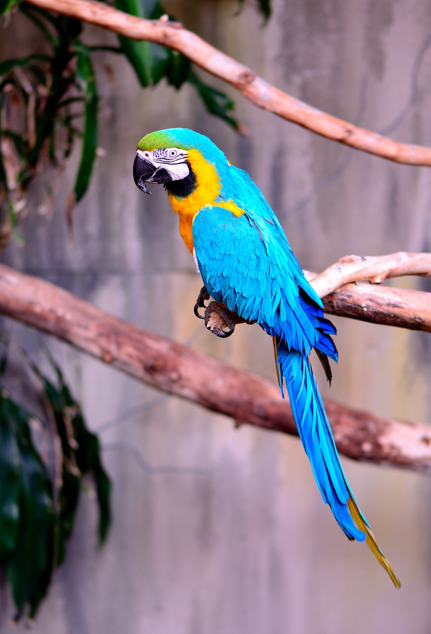 macaw parrot exotic free photo