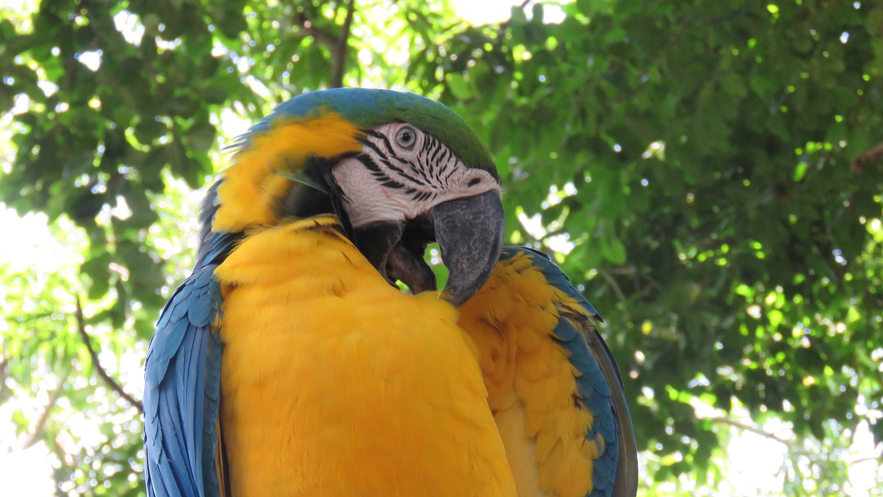 macaw  ave  nature free photo