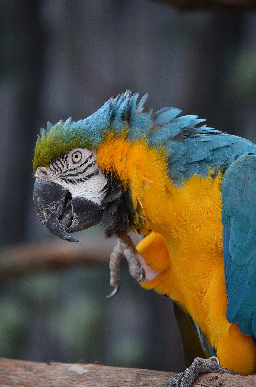 macaw  bird  parrot free photo