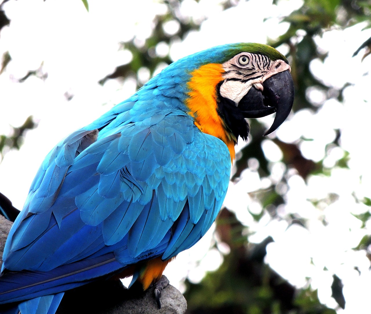 macaw parrot bird free photo