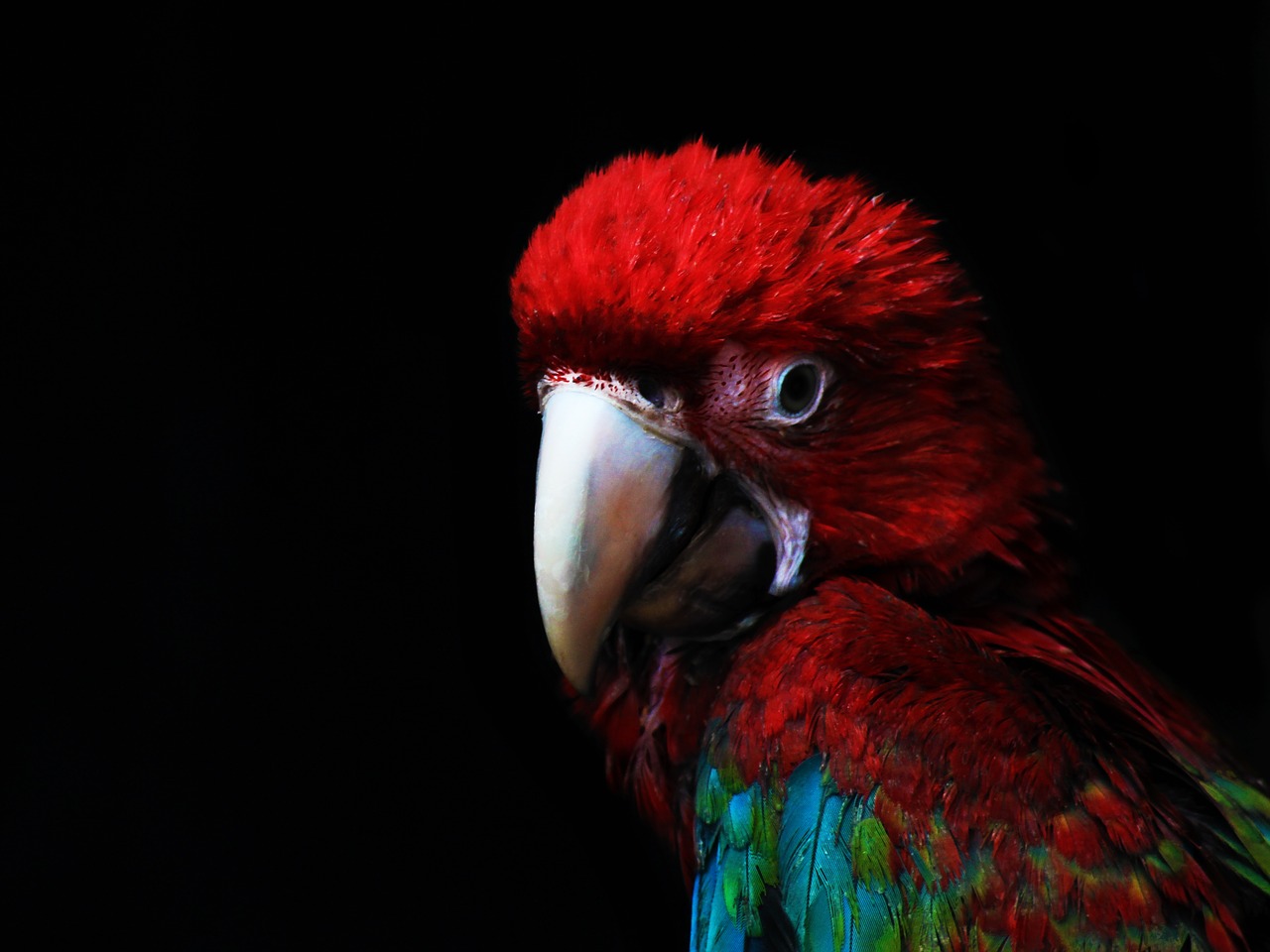 macaw  parrot  pen free photo