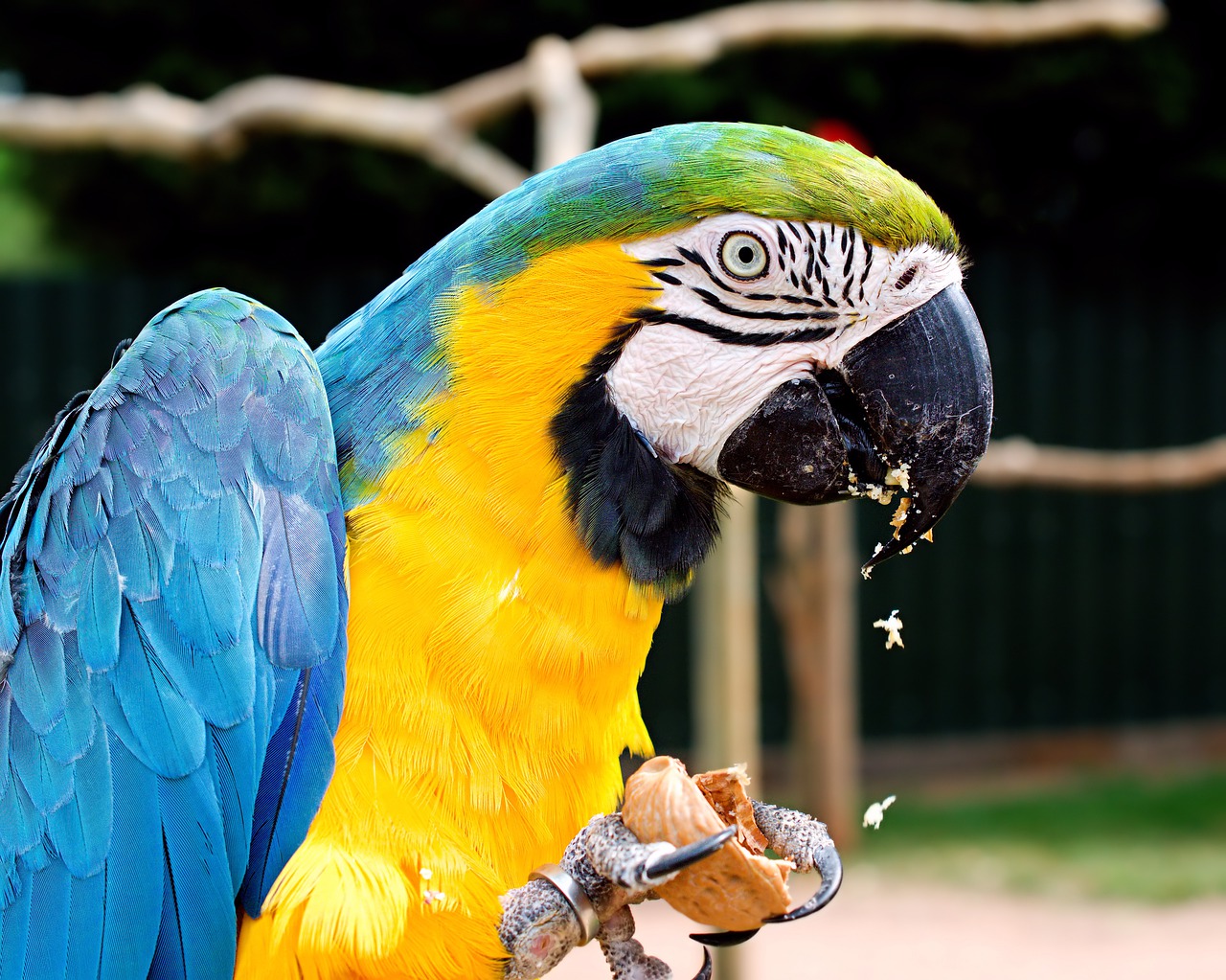 macaw  blue and yellow  parrot free photo