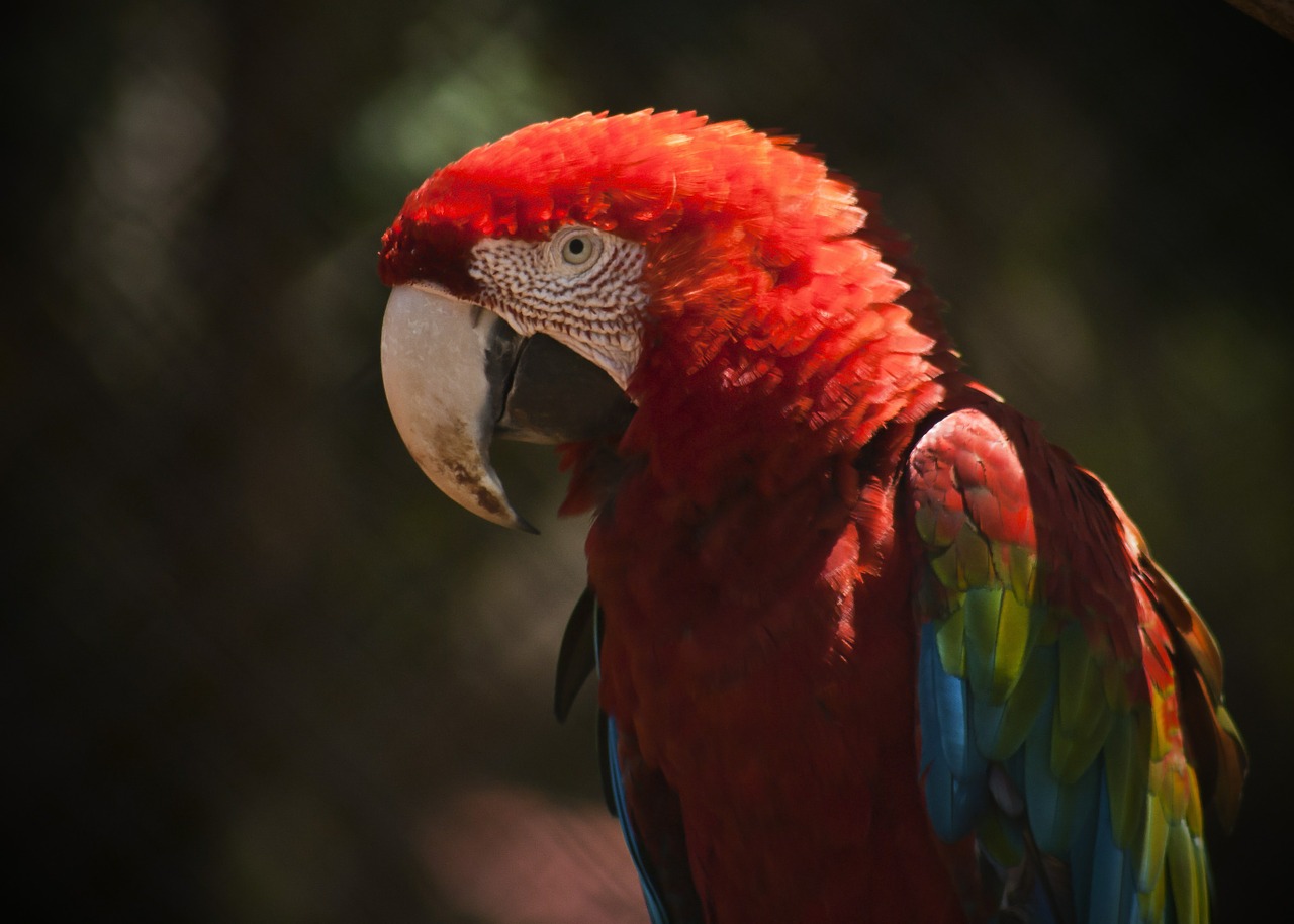 macaw ave bird free photo