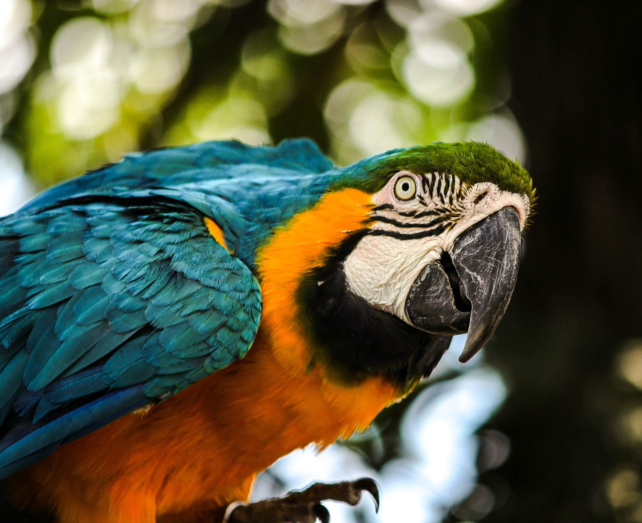 macaw blue gold macaw bird free photo