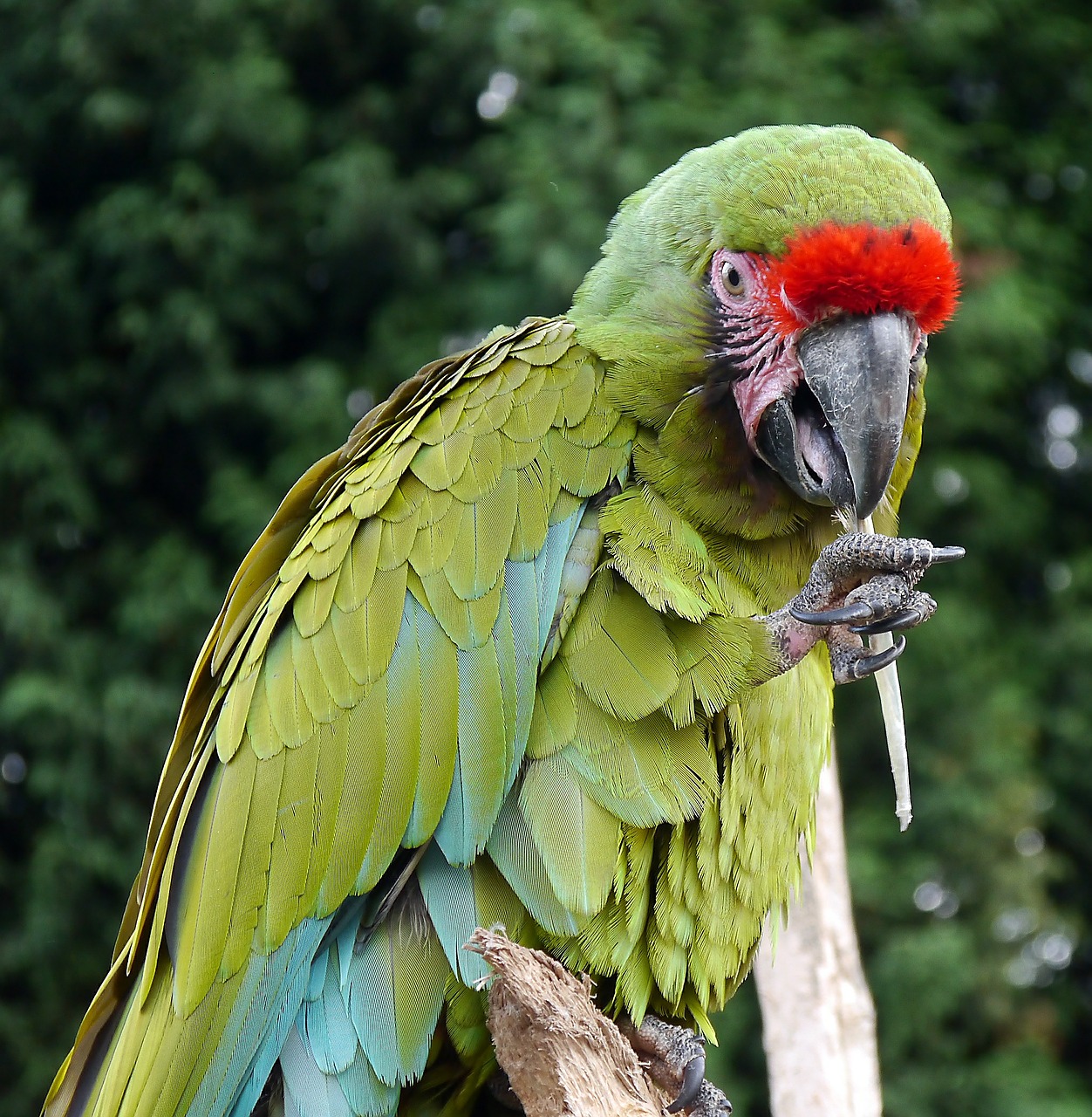 macaw parrot bird free photo