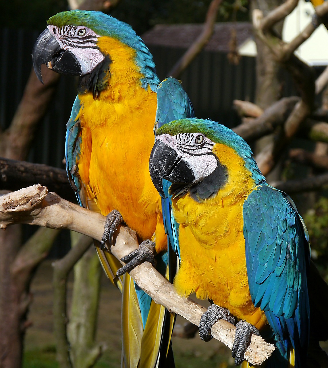 macaw parrot bird free photo