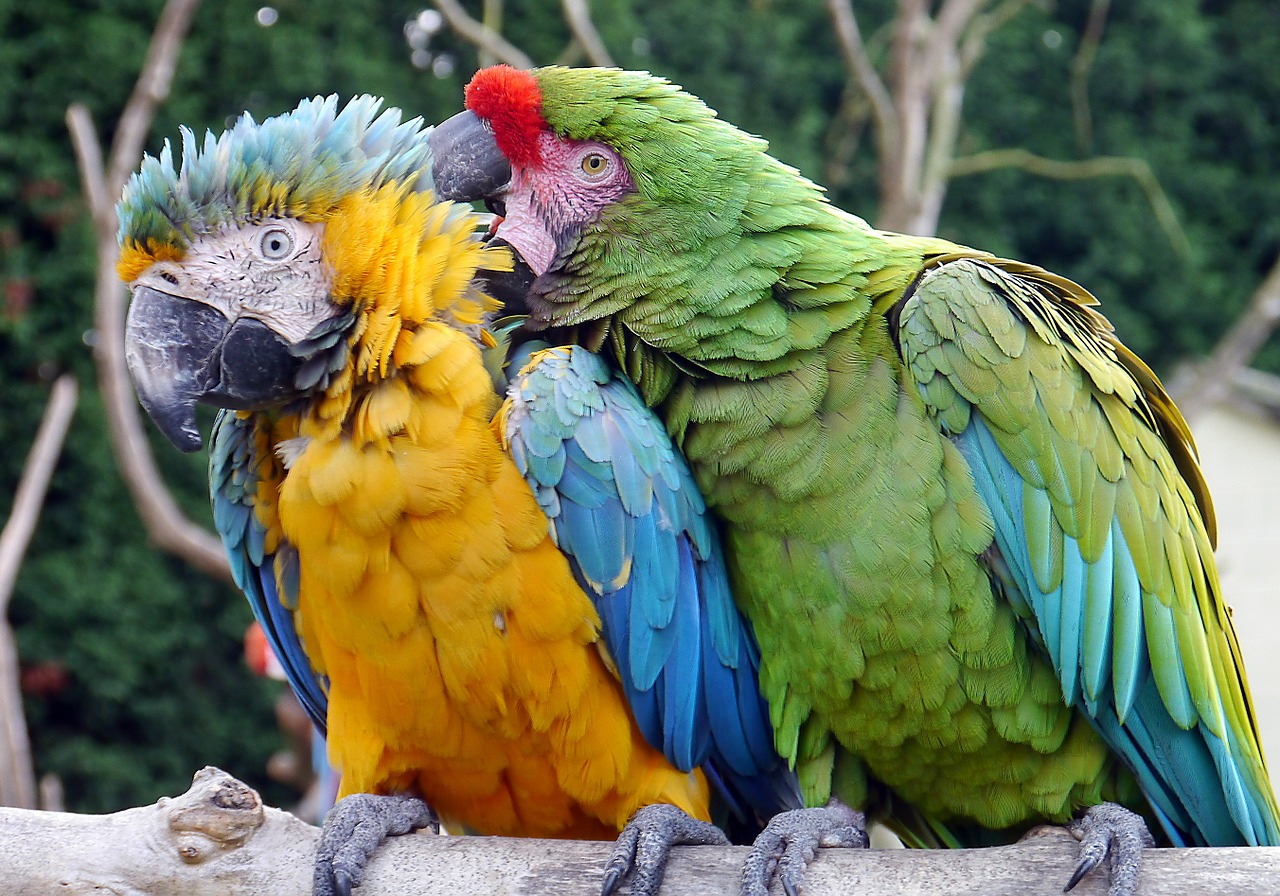 macaw parrot bird free photo