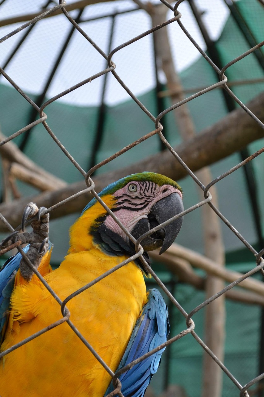 macaw parrot exotic bird free photo