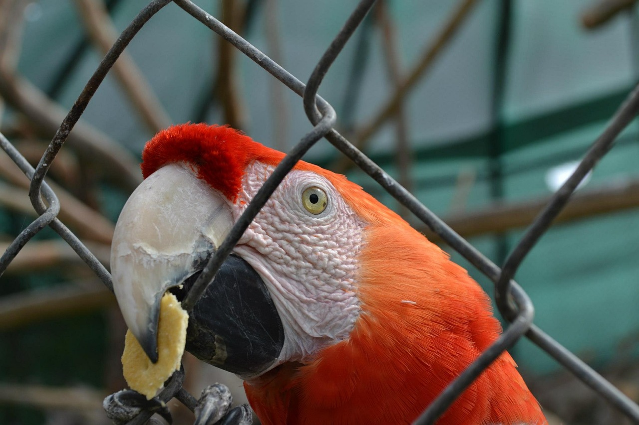 macaw parrot exotic bird free photo