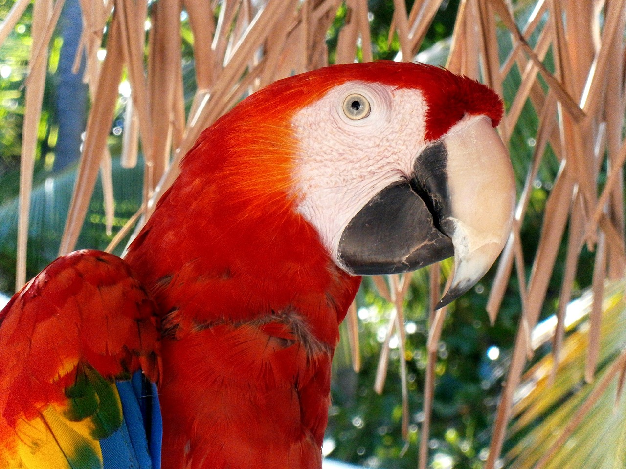 macaw ave fauna free photo