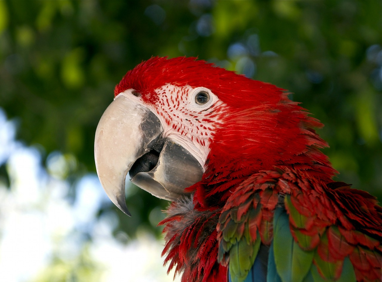 macaw red bird free photo