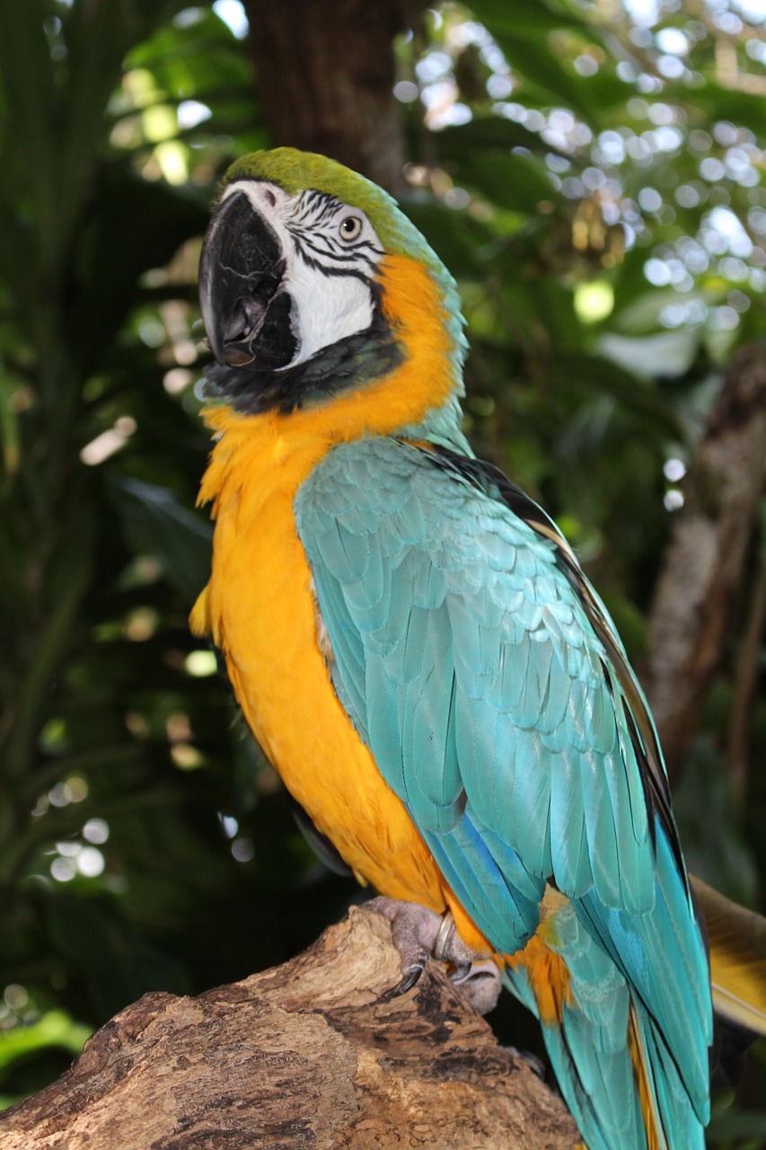 macaw tropical bird parrot free photo