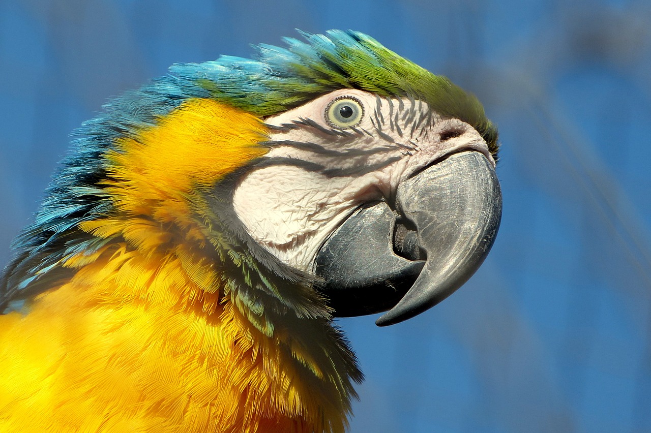 macaw bird beak free photo