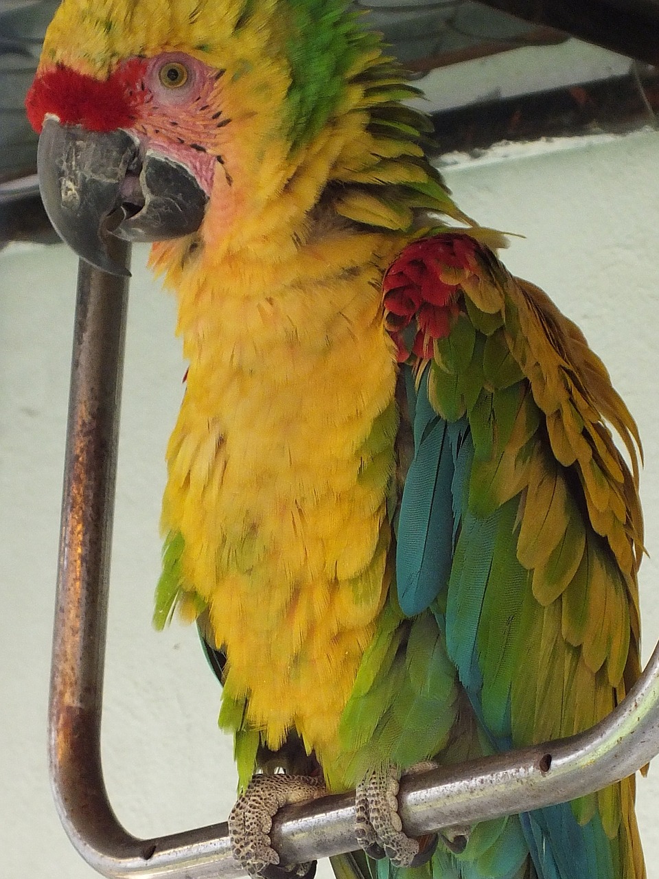 macaw yellow green free photo