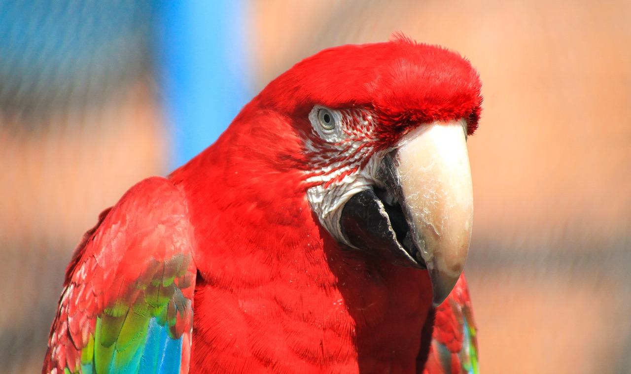 macaw feathered feather free photo