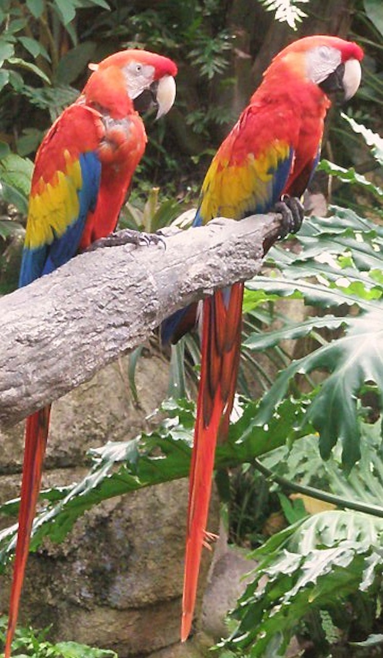 macaw parrots birds free photo