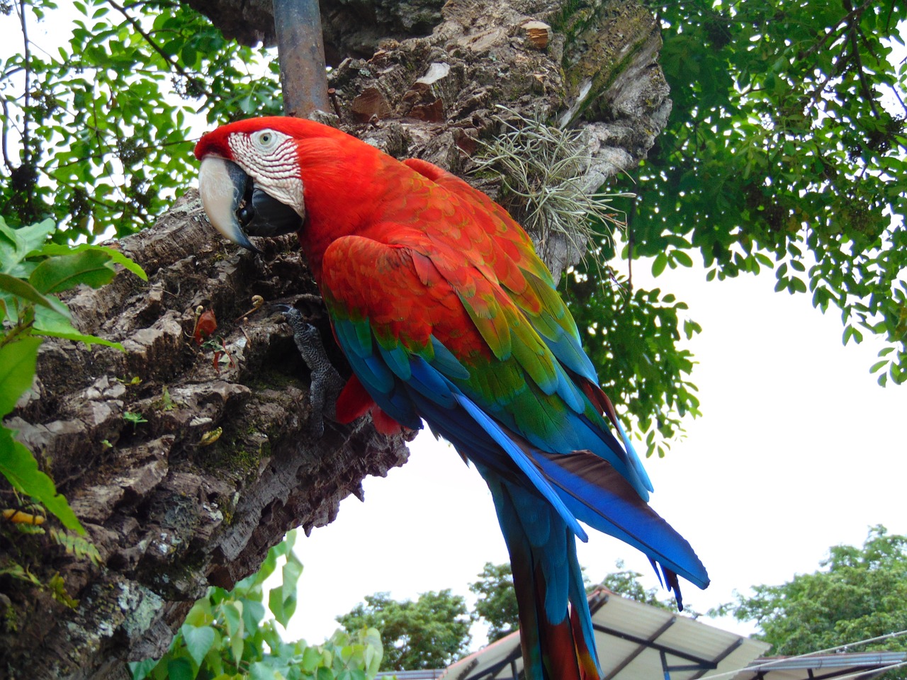 macaw jungle amazon free photo
