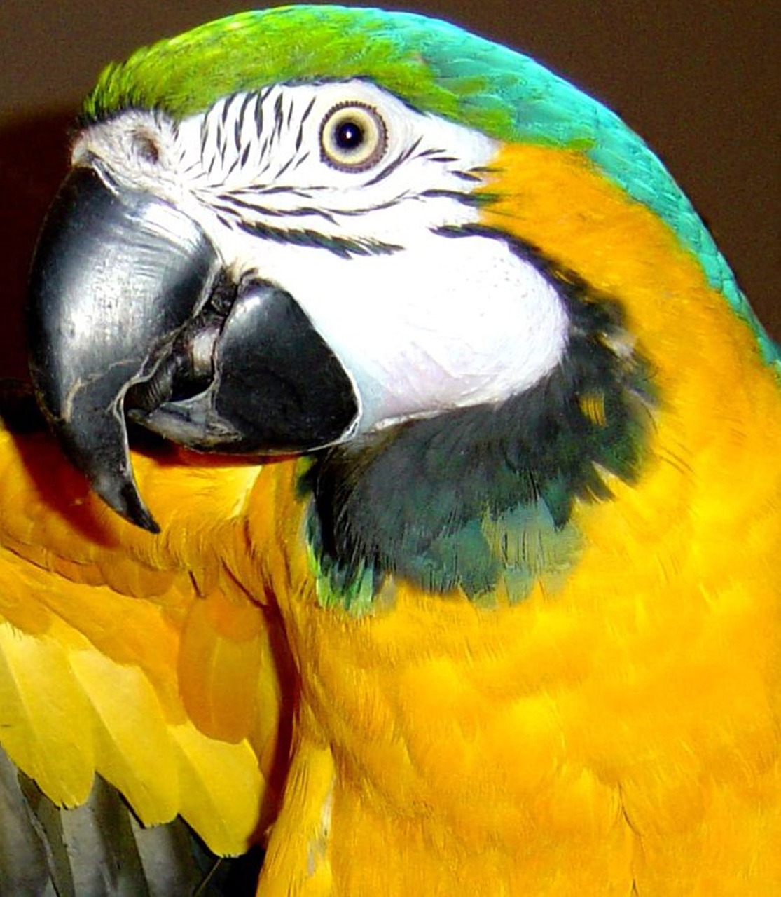 macaw bird blue and gold macaw free photo