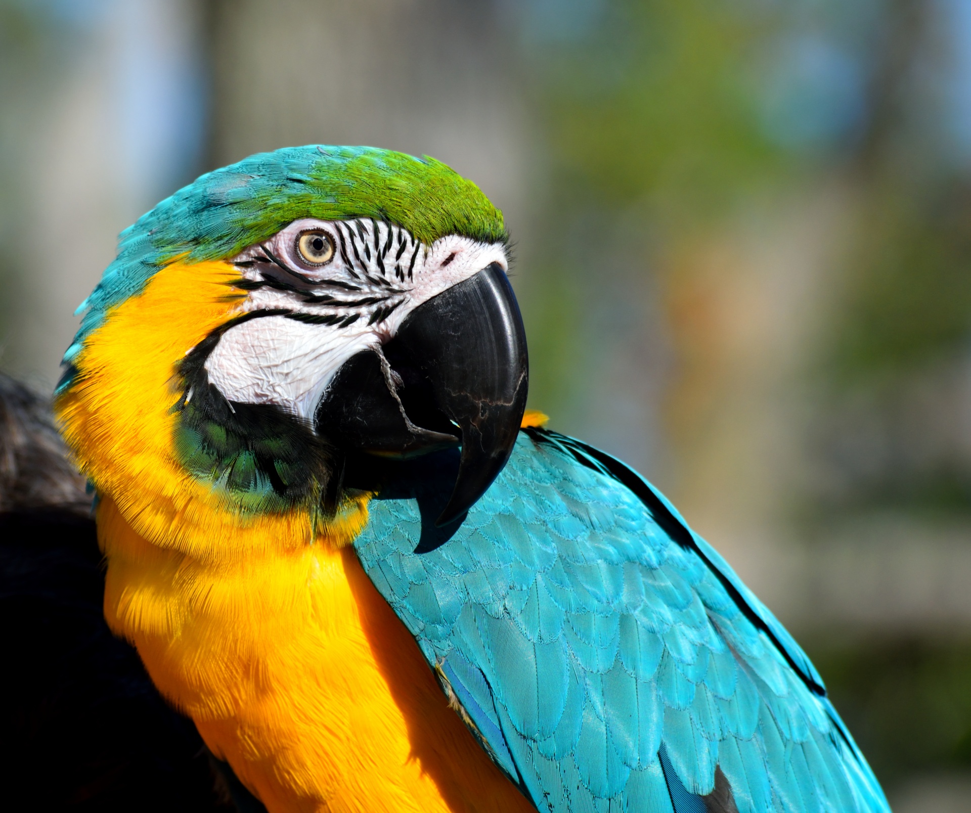 Macaw Parrot Bird Pet Vibrant Free Image From Needpix Com,Eggplant Recipes Roasted