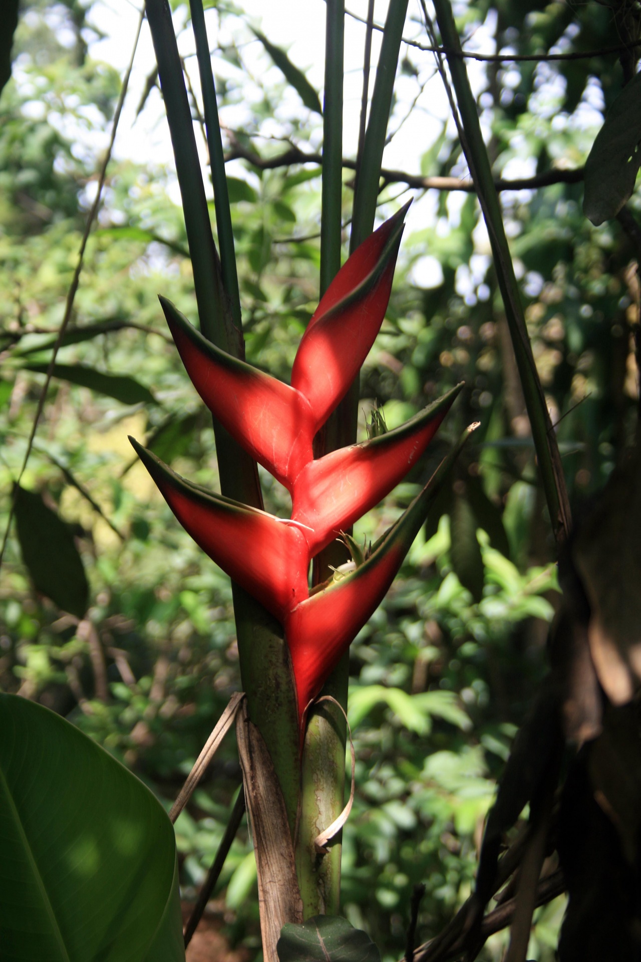 flower crab claw macaw free photo