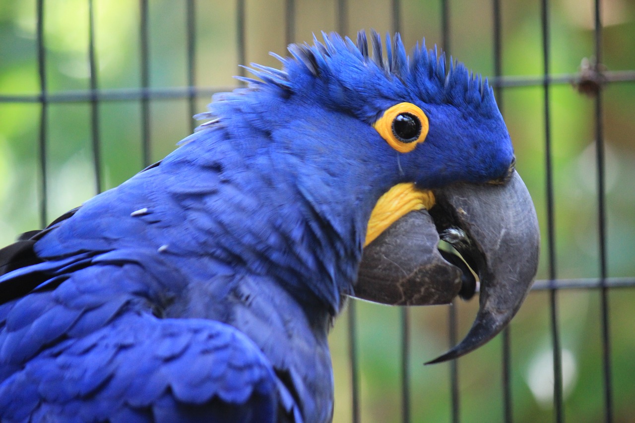 macaw hyacinth anodorhynchus hyacinthinus blue free photo