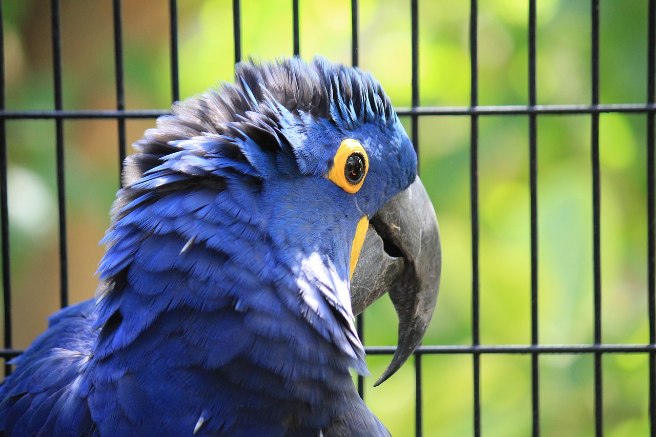 macaw hyacinth anodorhynchus hyacinthinus blue free photo