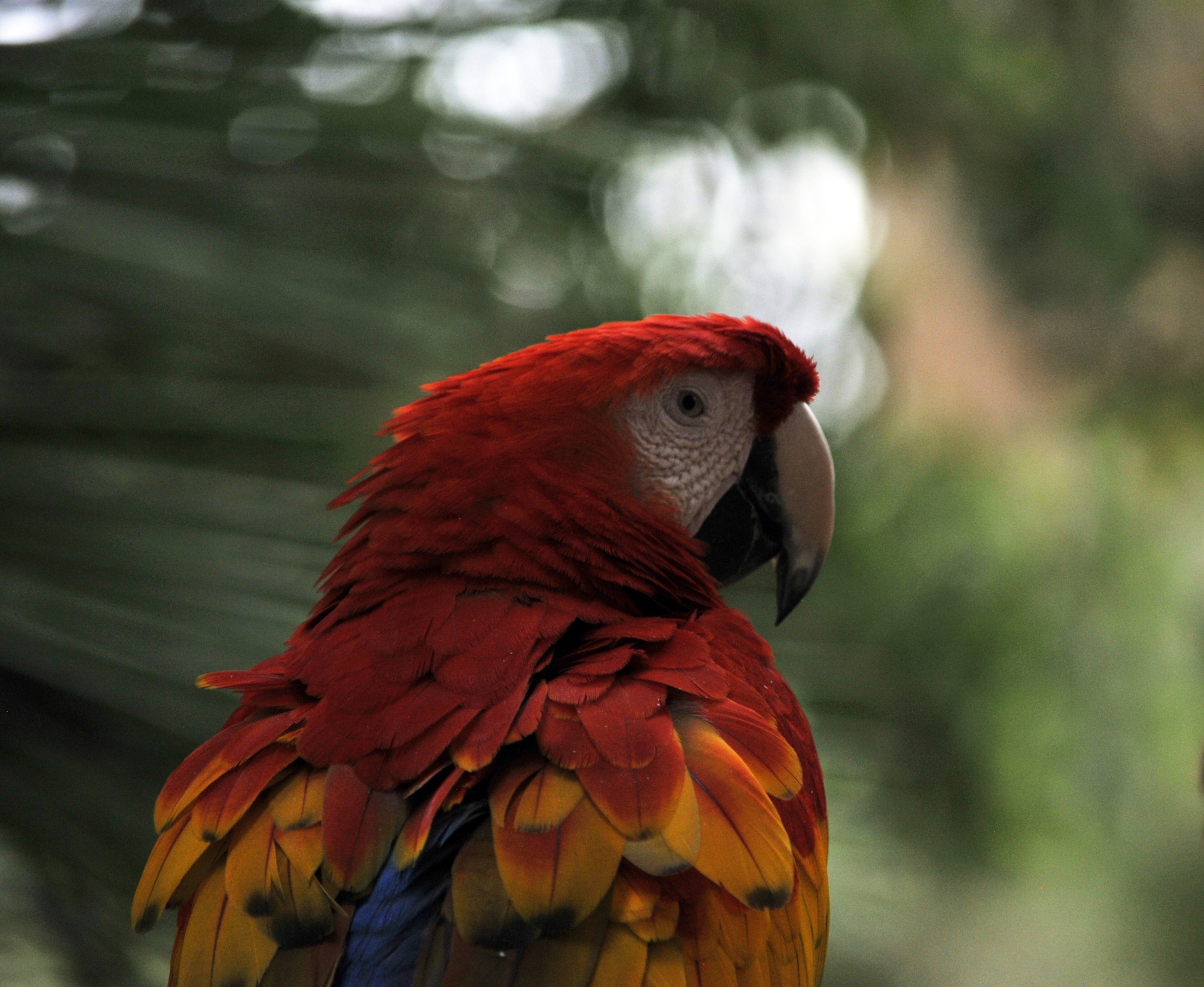 parrot parrots colorful free photo