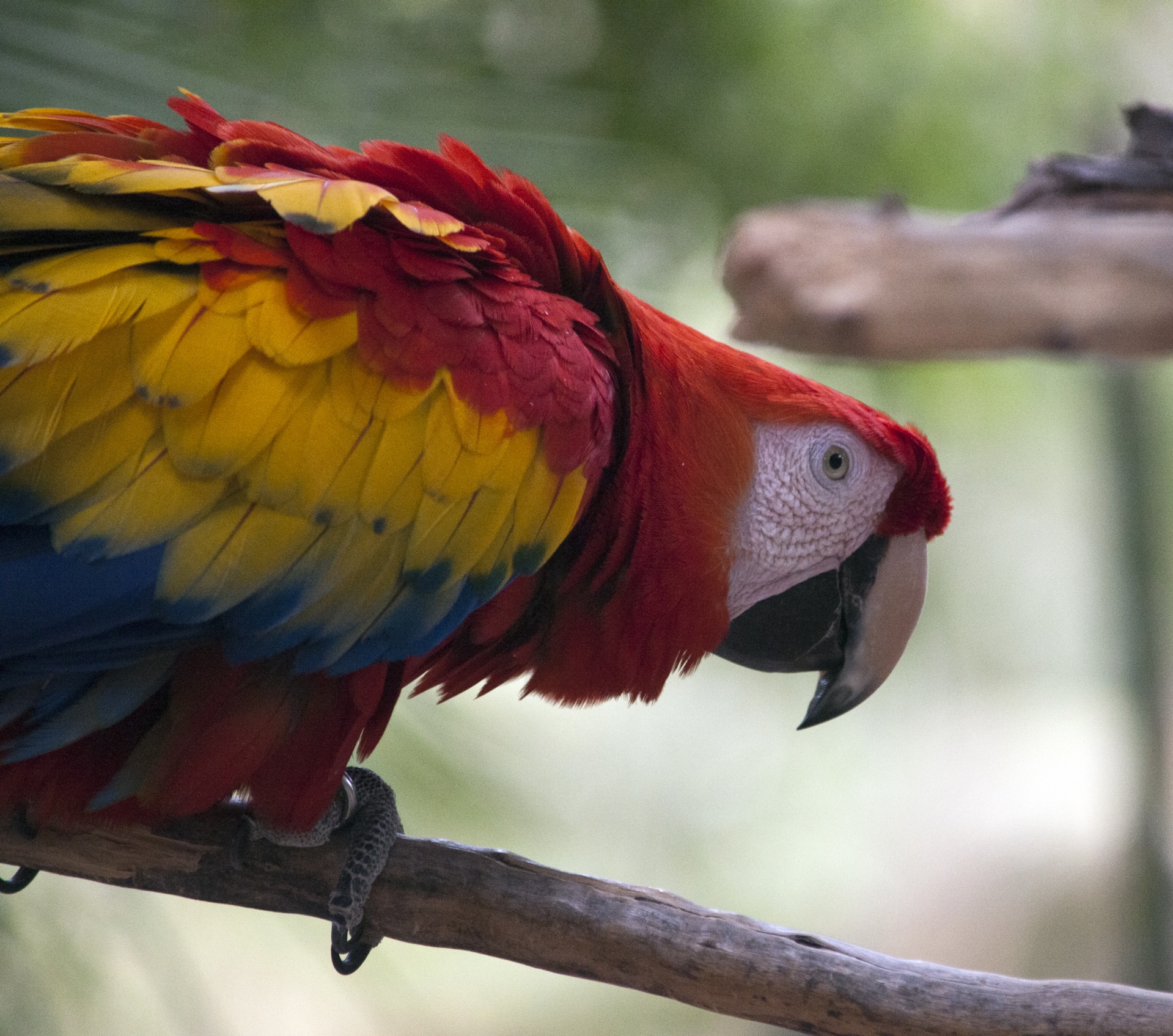 parrot parrots macaw free photo