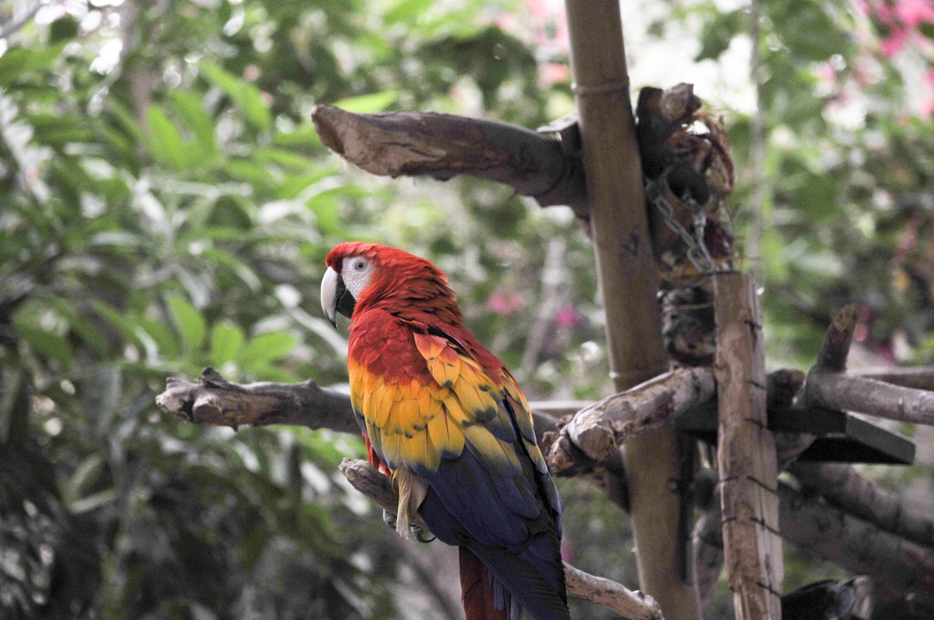 parrot parrots macaw free photo
