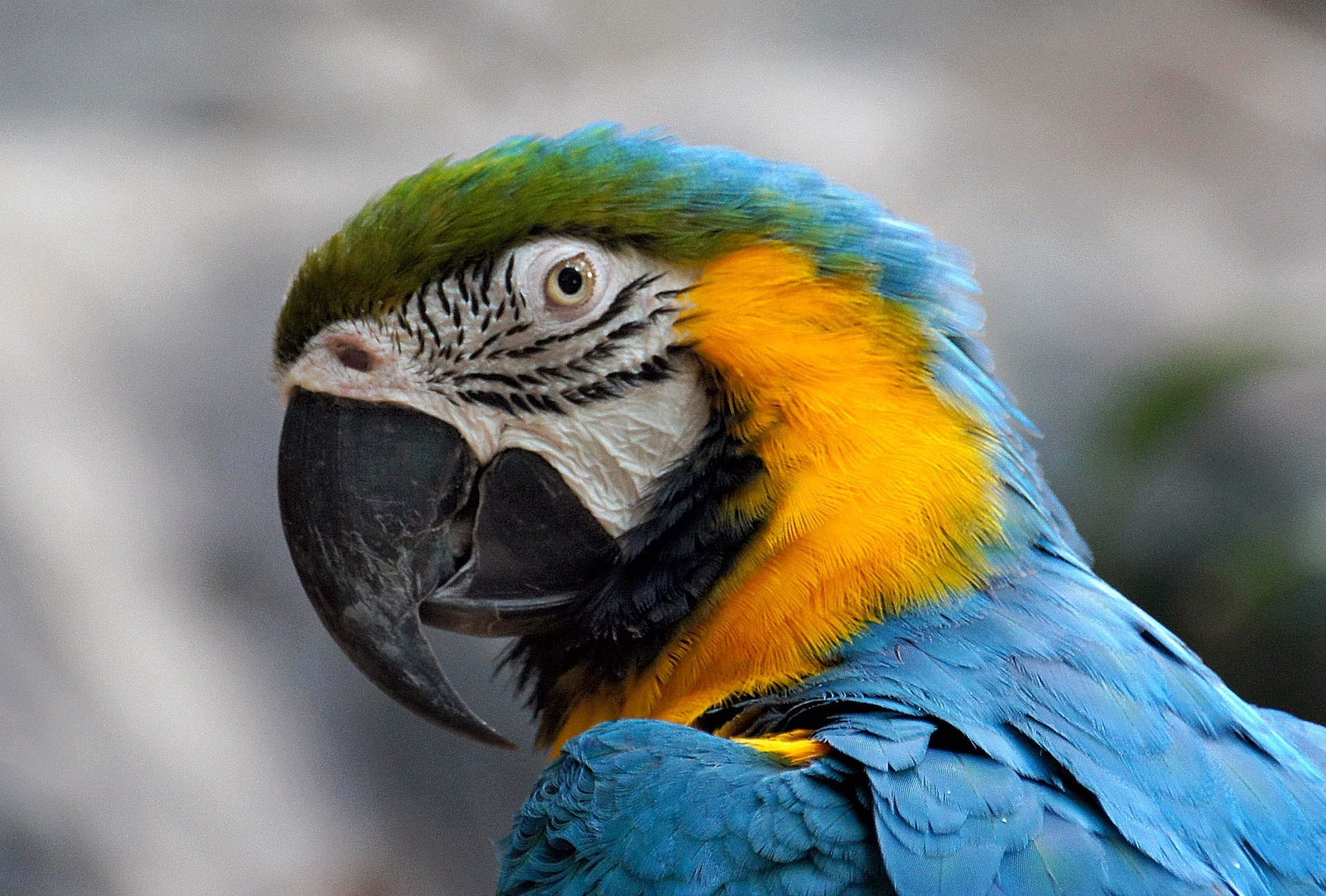 macaw yellow blue free photo