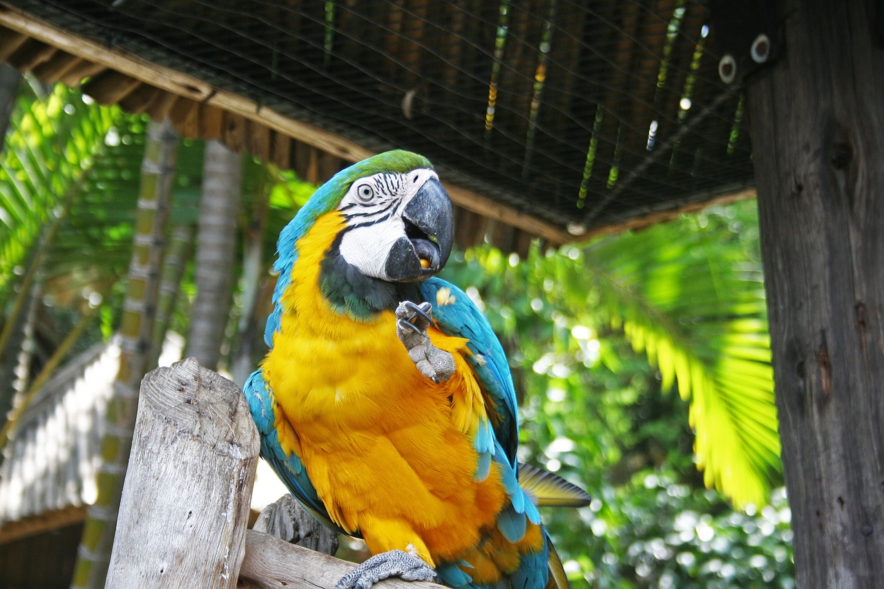 macaw parrot parrot bird free photo