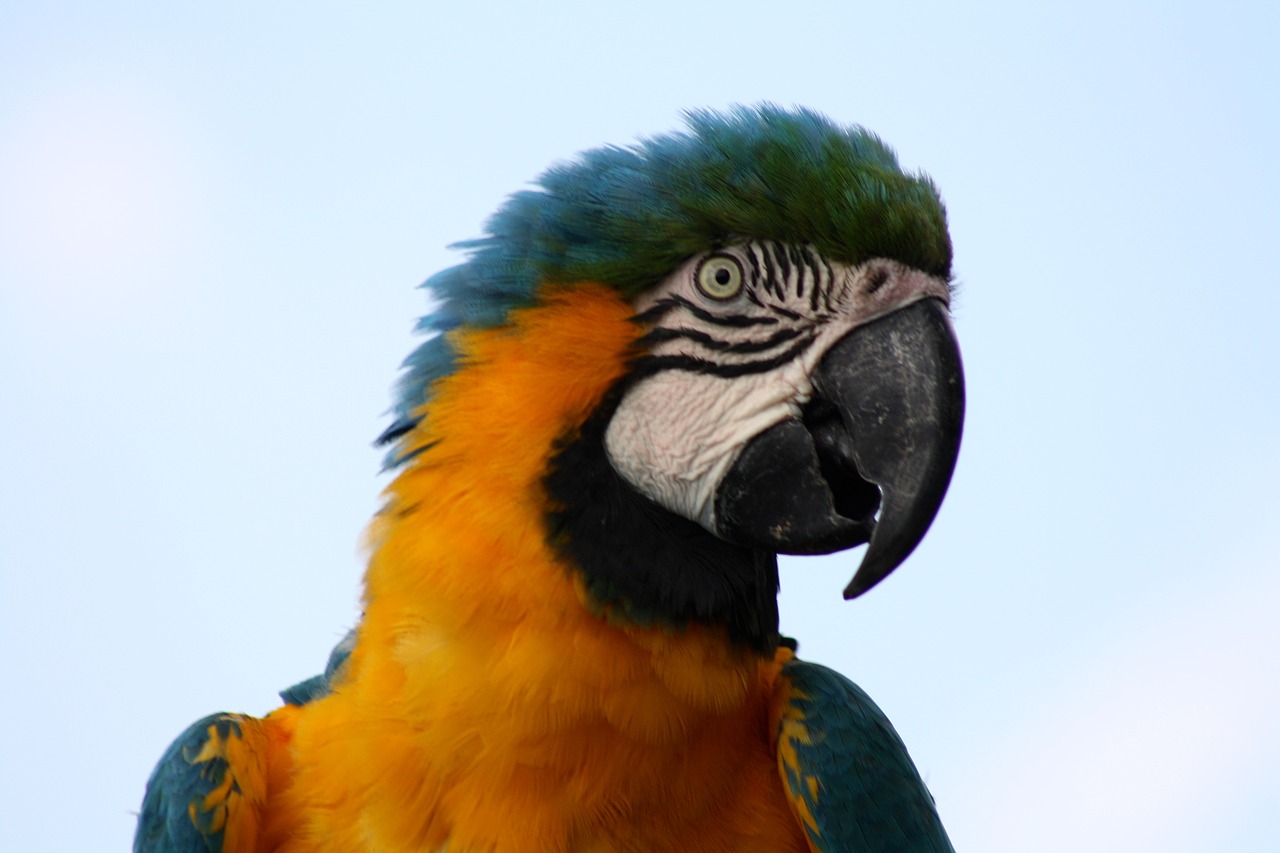 macaw parrot blue macaw parrot head free photo
