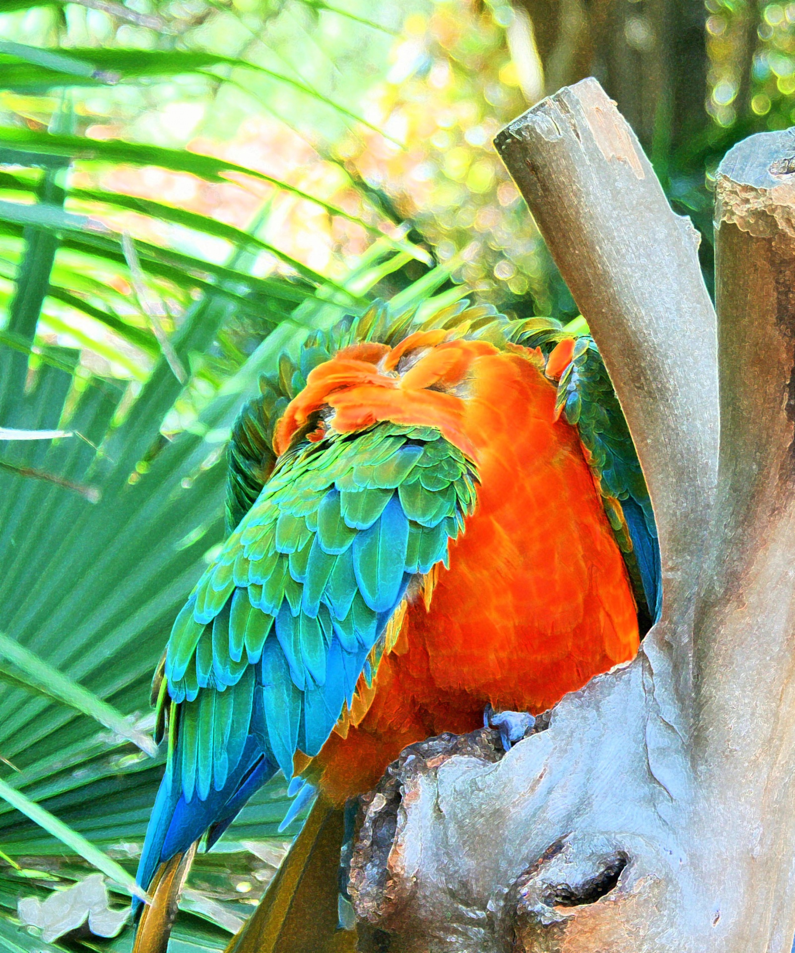 parrot bird blue free photo