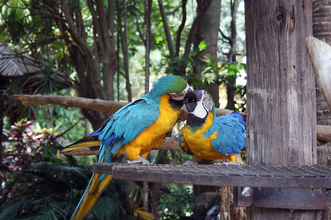 macaw parrots birds parrots free photo