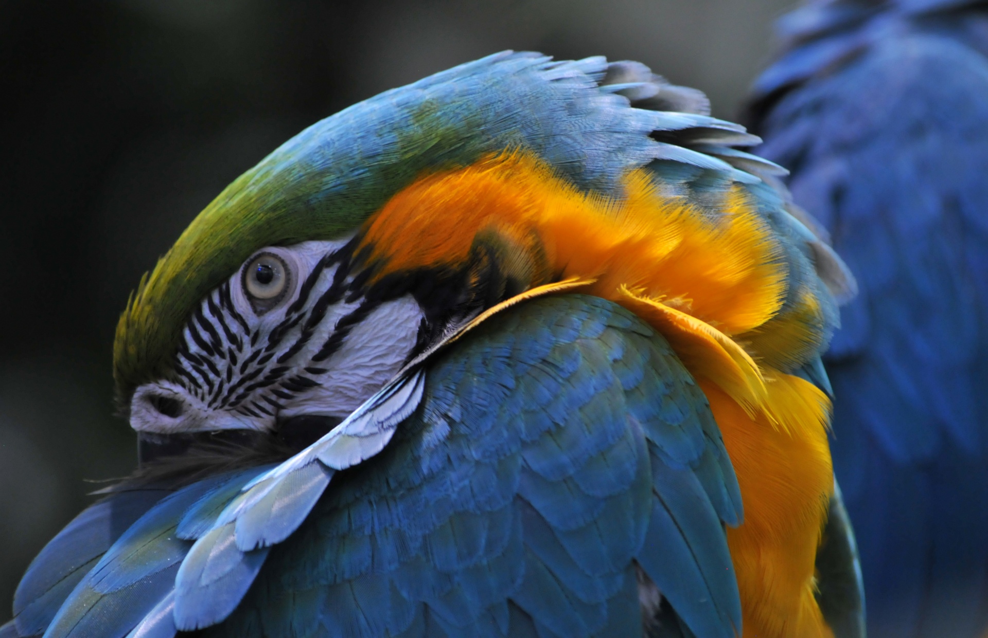 macaw bird birds free photo