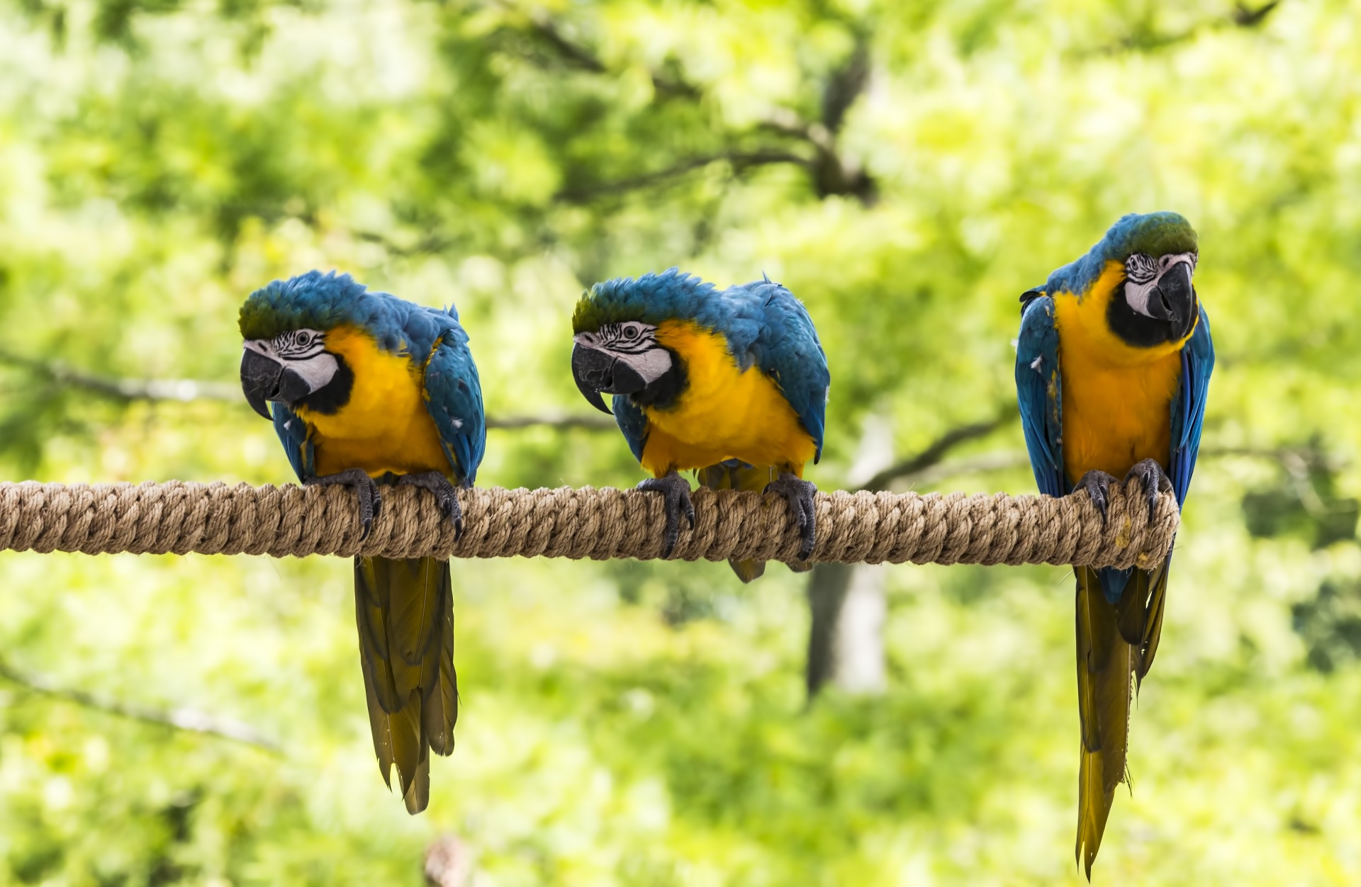 macaws psittacidae omnivores free photo