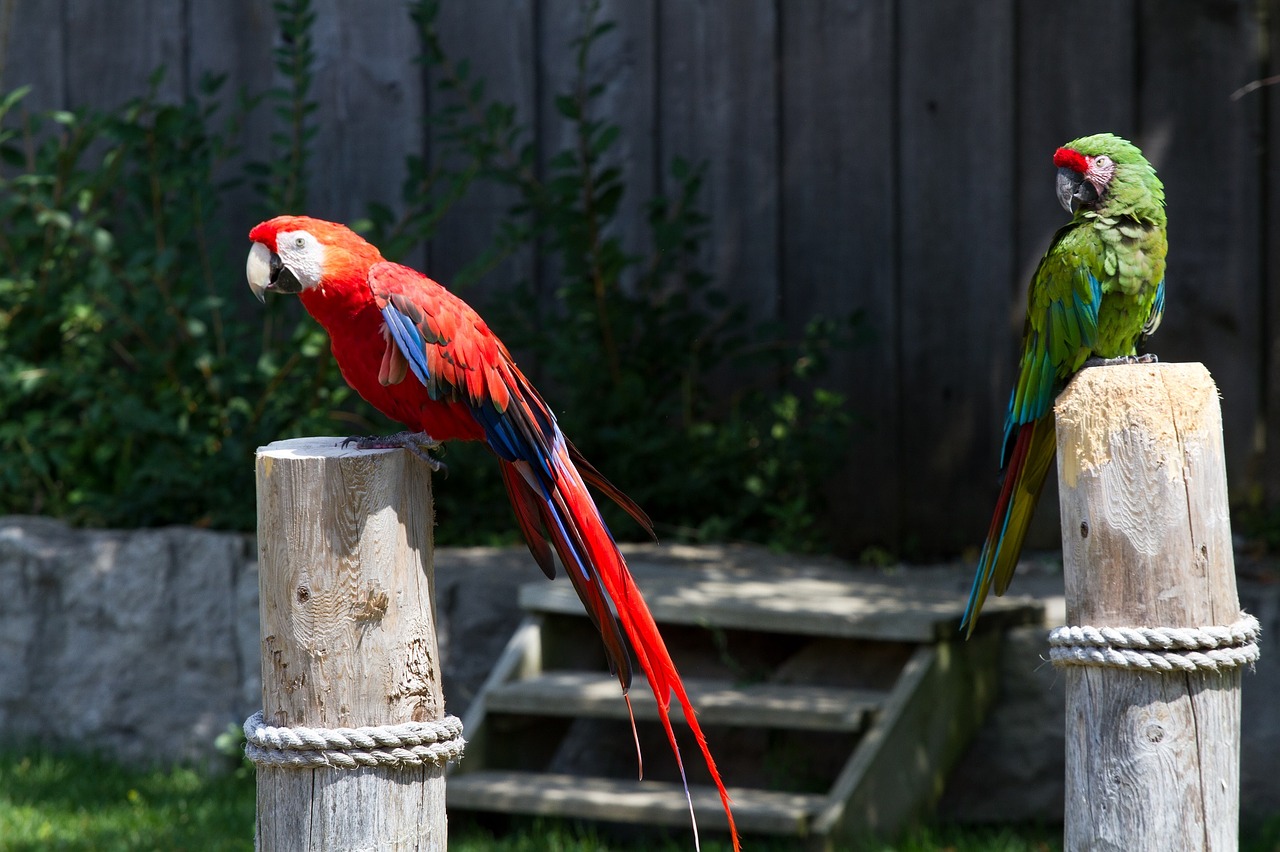 macaws birds parrots free photo