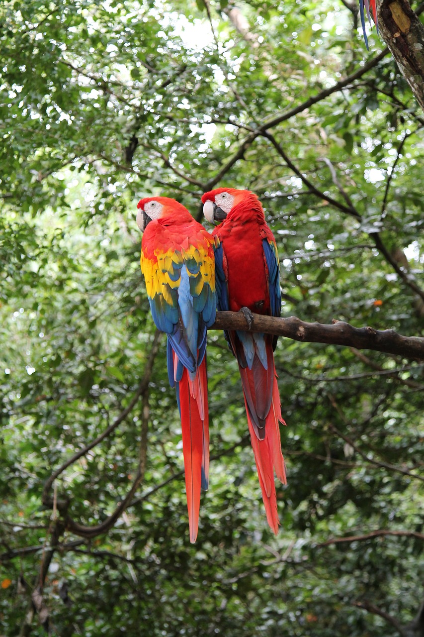macaws birds parrot free photo