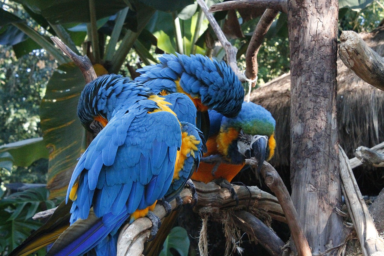 macaws blue triangle free photo