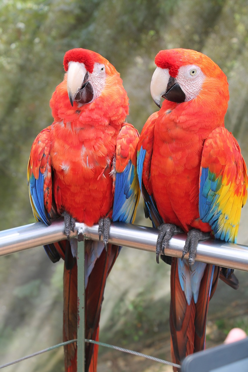 macaws birds love free photo