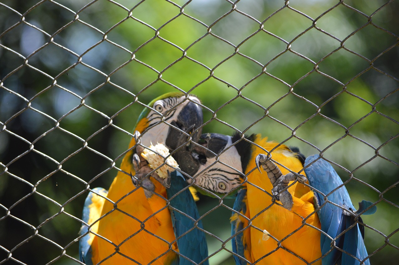 macaws kissing bird tropical birds free photo