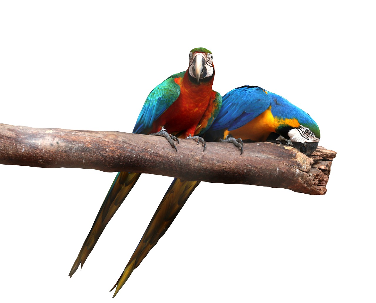 macaws on white background birds colorful free photo