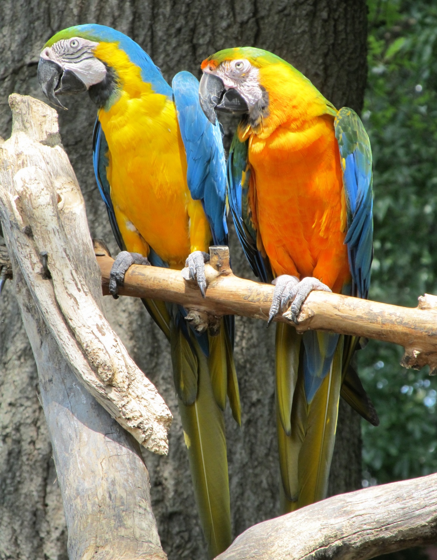 macaws birds parrots free photo